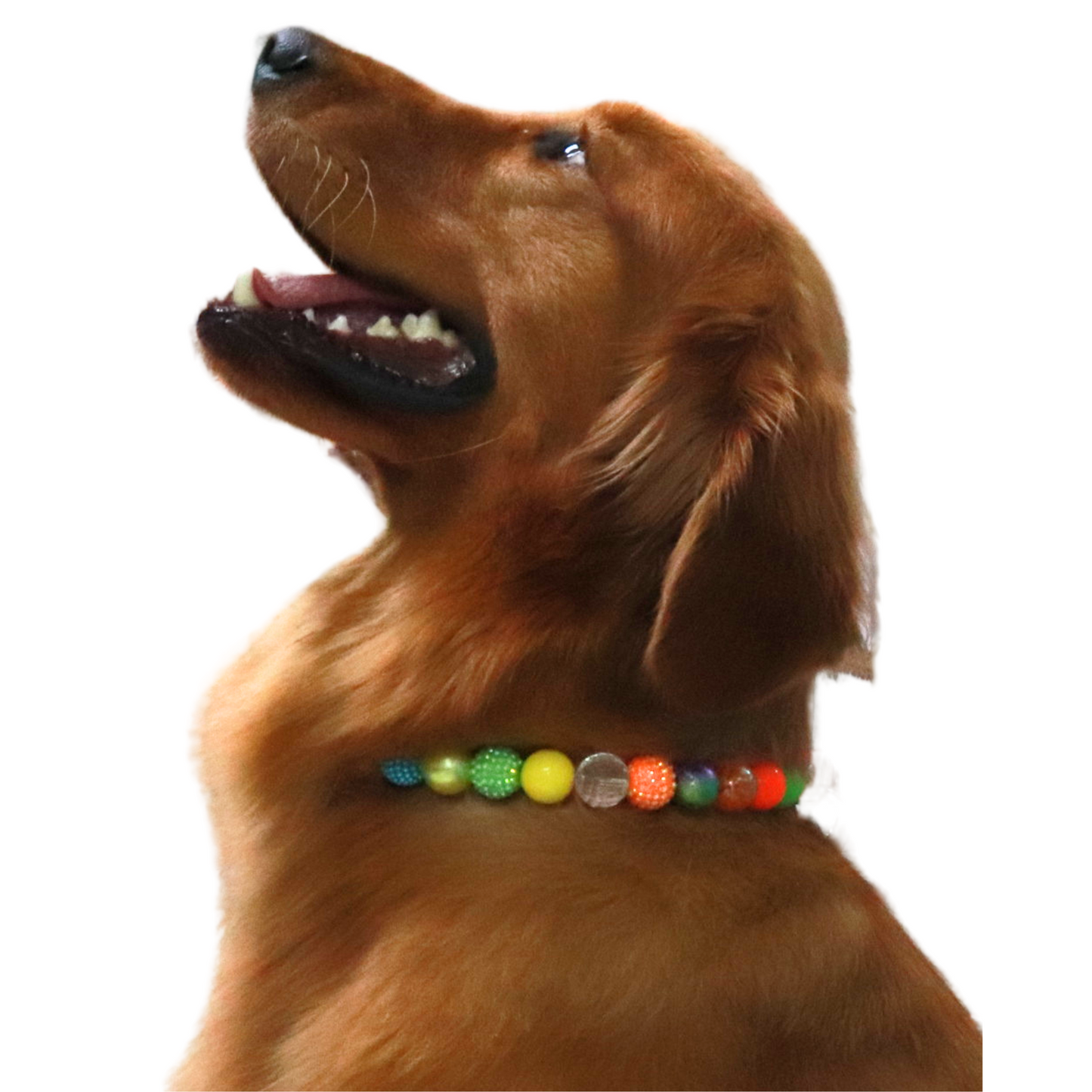 Isabella Ready to Wear - Collar para perro con cuentas