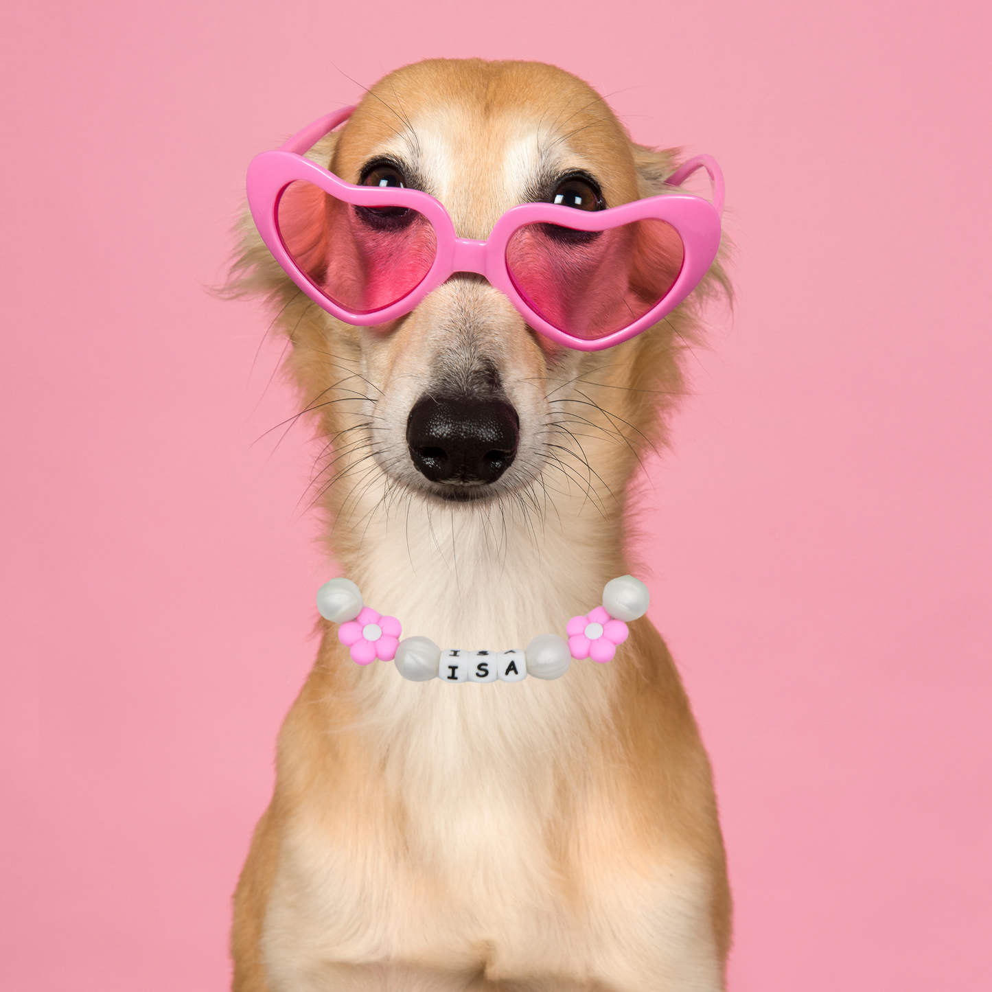 ¡Diseña tu propio collar AJUSTABLE para perros o gatos! Nombre, cuentas y correa personalizados