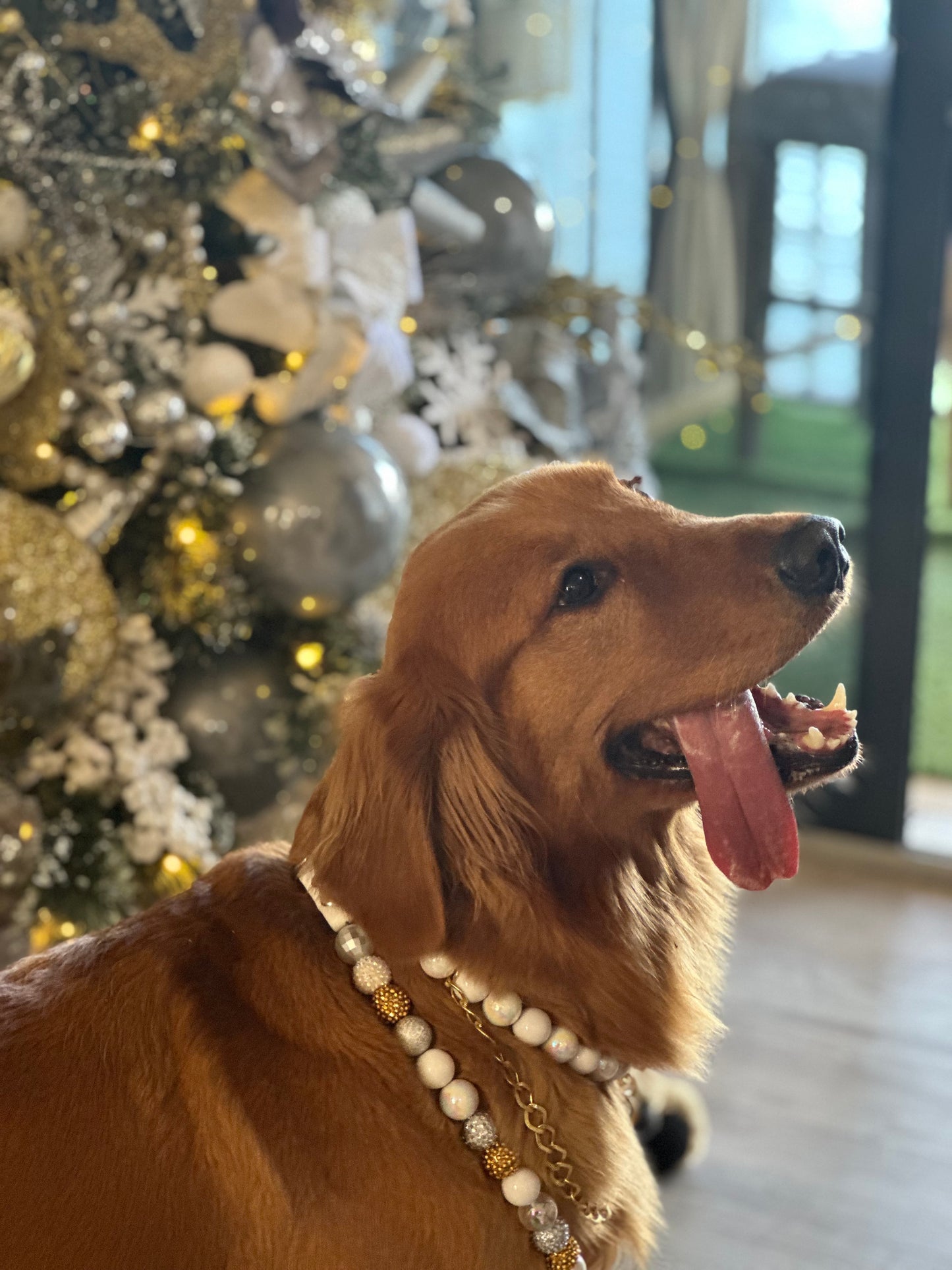 Isabella's Shining Light