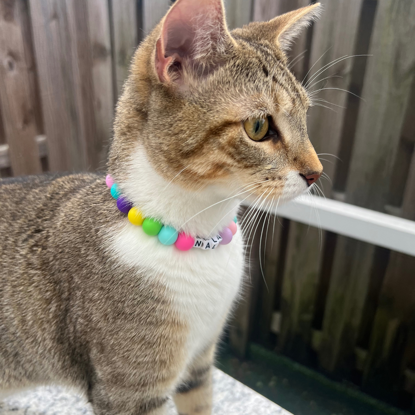 Collar de gato personalizado con nombre y cuentas elegantes