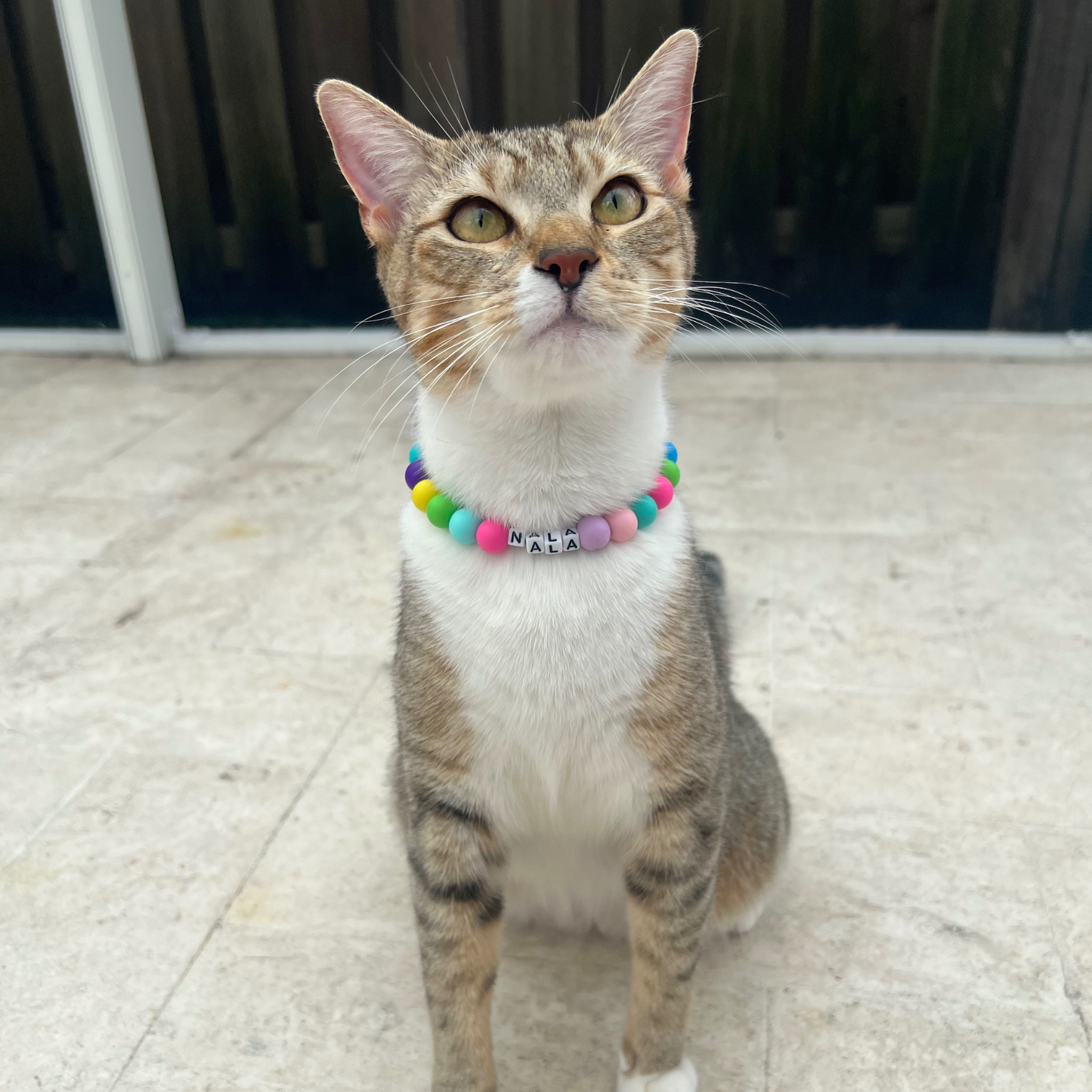 Collar de gato personalizado con nombre y cuentas elegantes