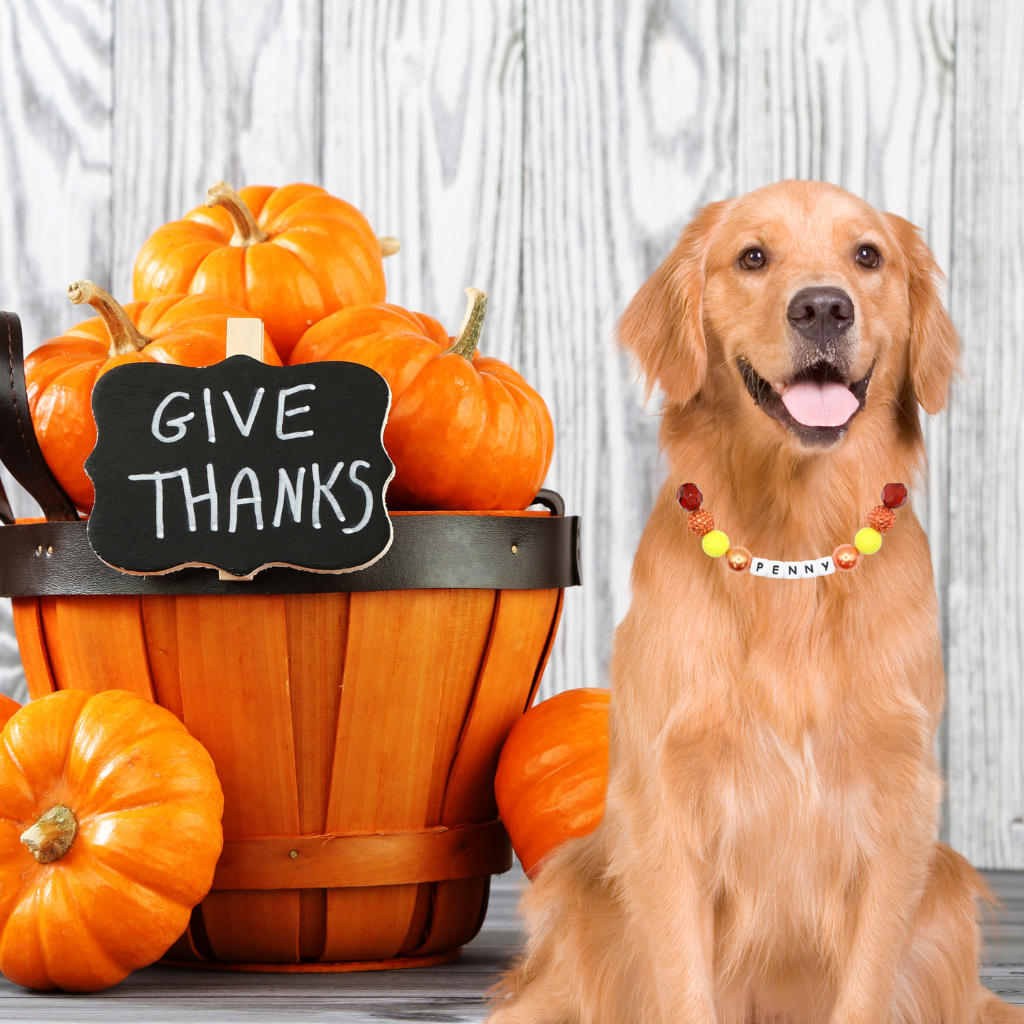 Custom Thanksgiving Dog Collar