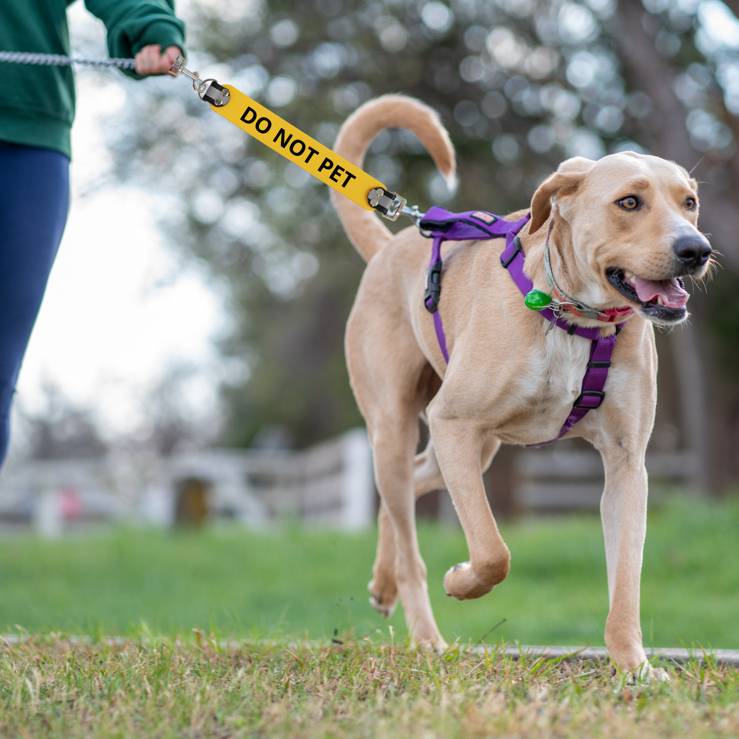 Leash wrap attached to a dog leash and harness.