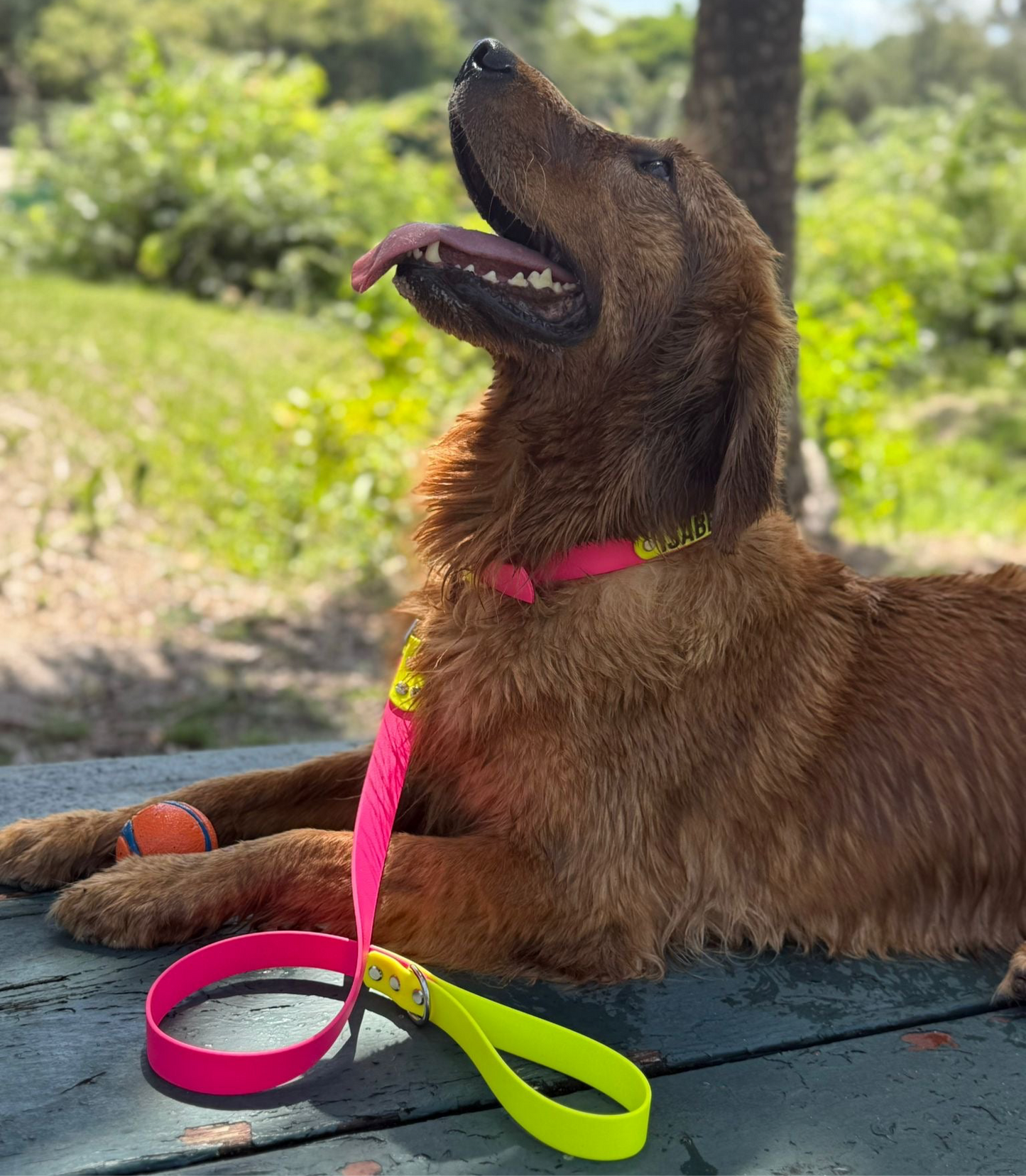 Custom Name Leash for Dogs-Two tone Biothane®