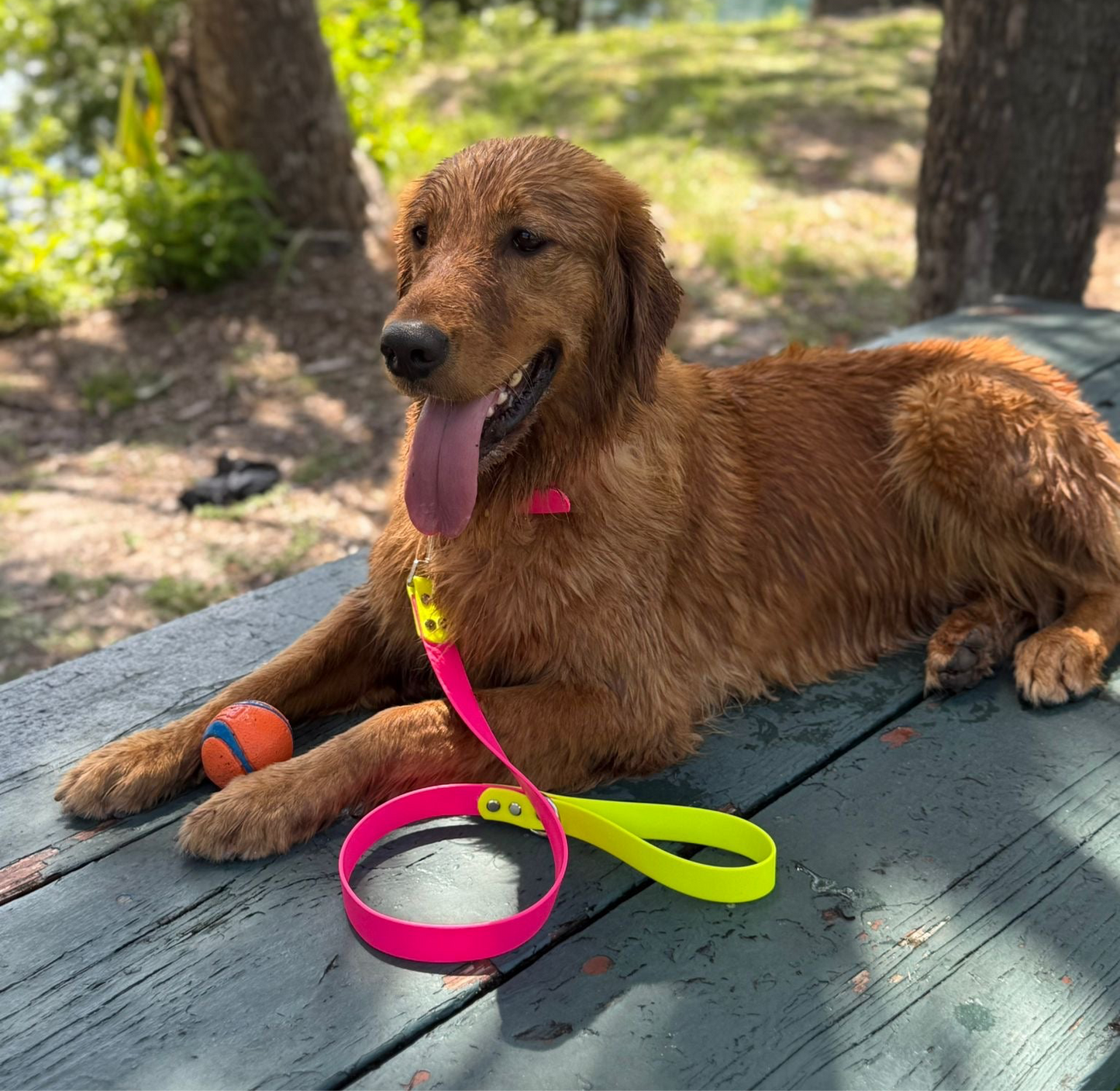 Custom Name Leash for Dogs-Two tone Biothane®