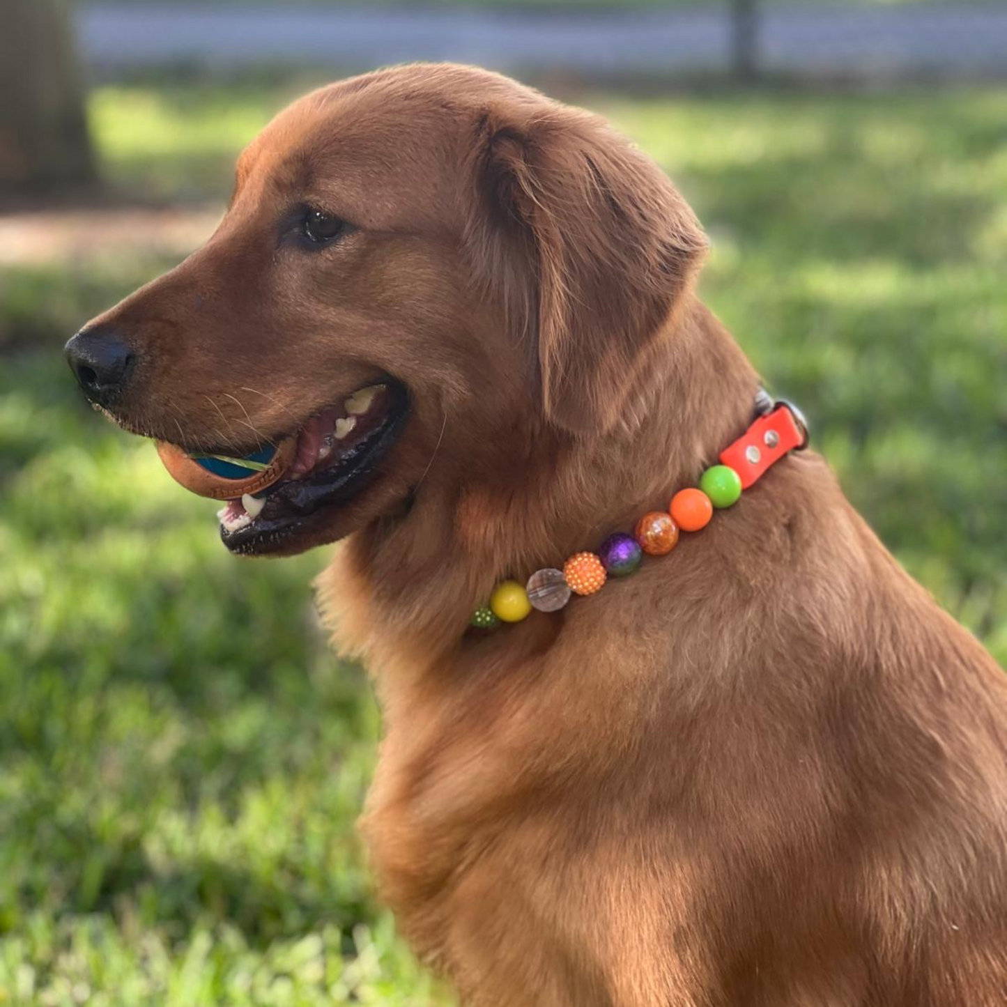 Isabella Ready to Wear - Collar para perro con cuentas