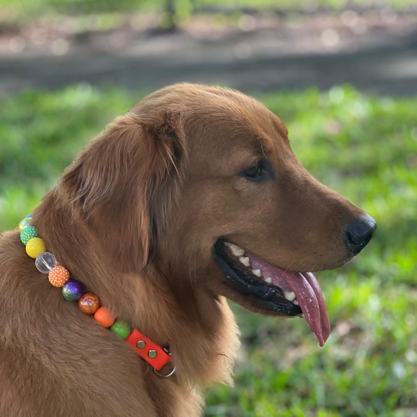 Isabella Ready to Wear - Collar para perro con cuentas