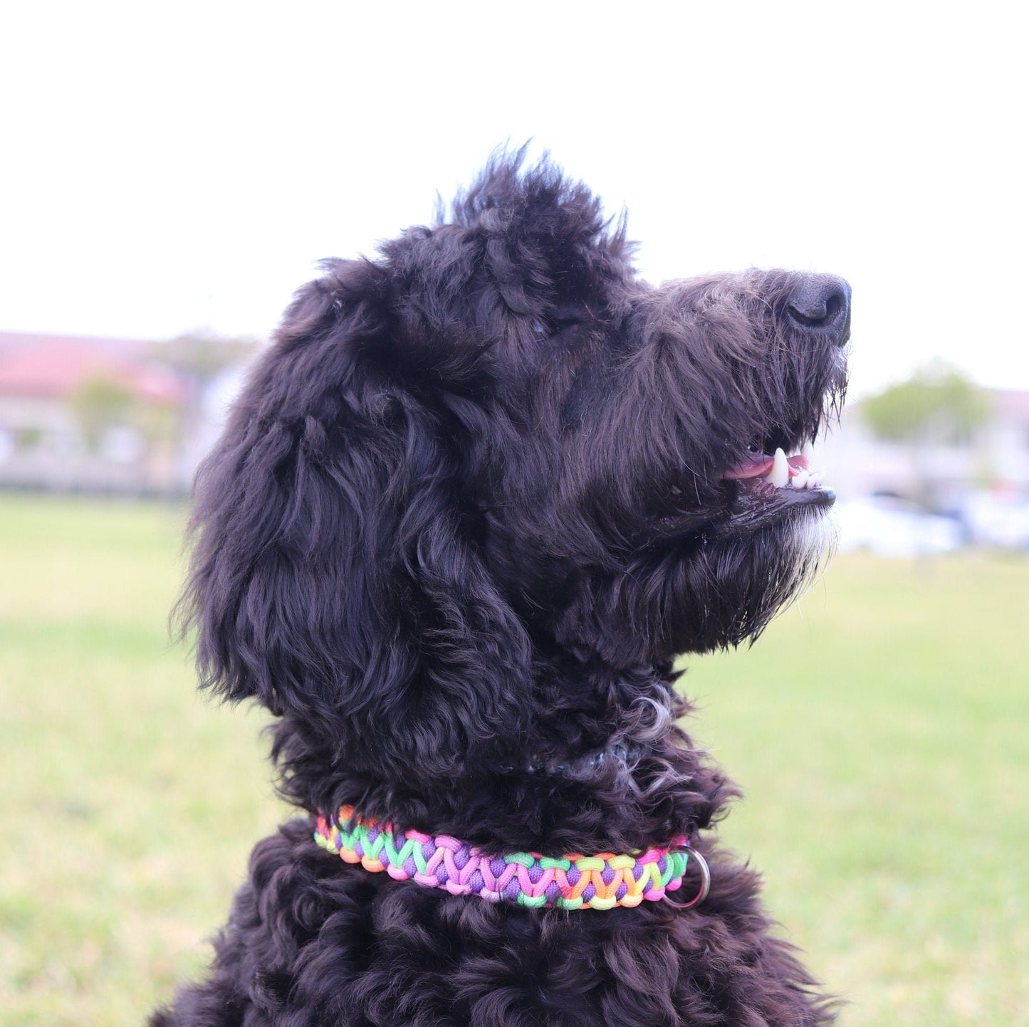 Paracord Dog Collar