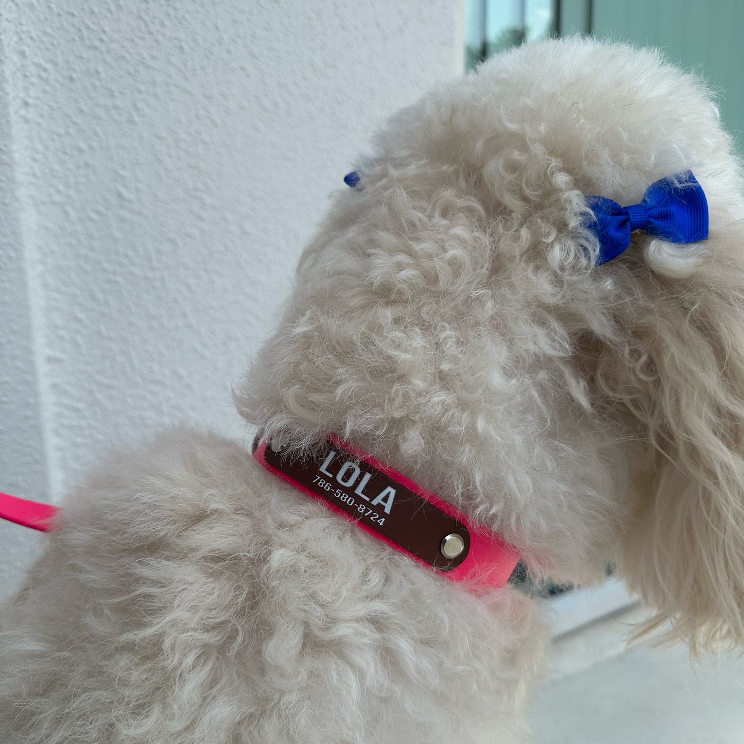 Custom Leash and Collar set-Biothane®