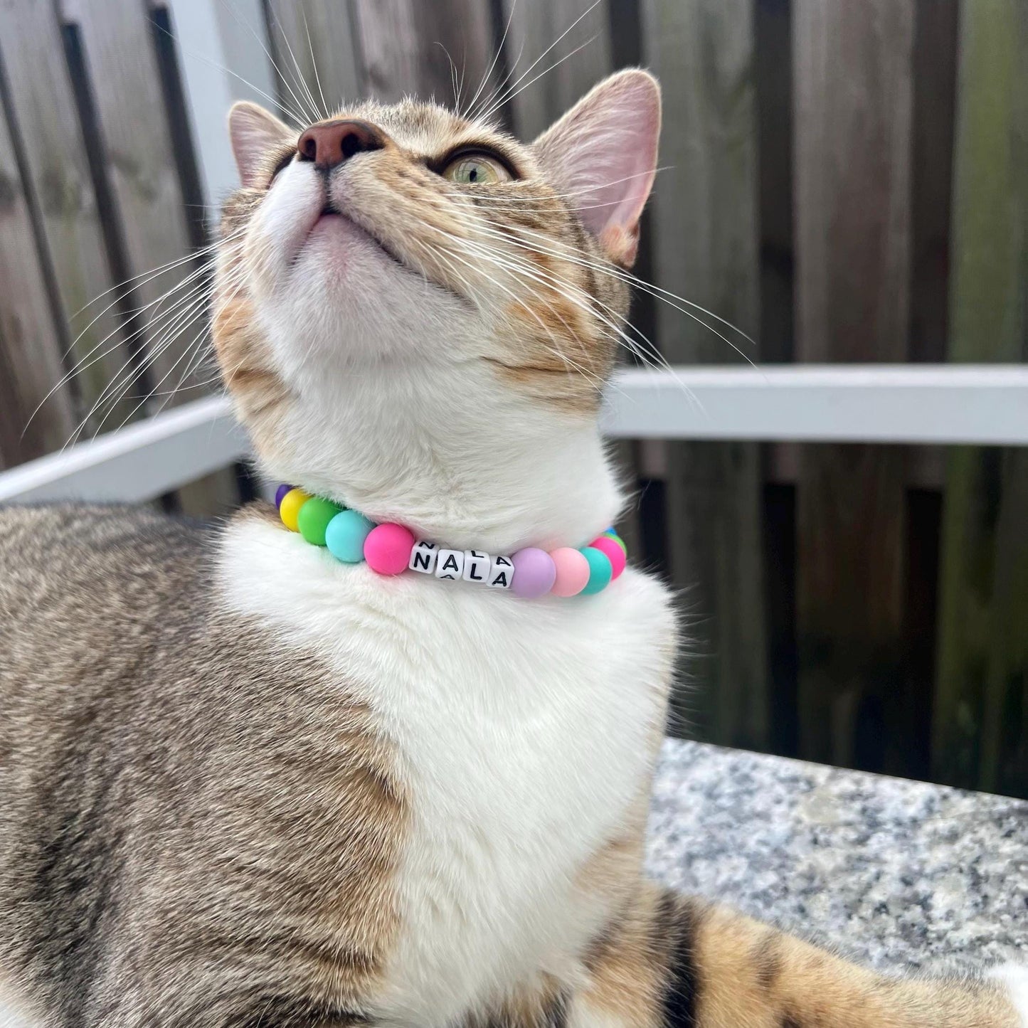 Conjunto de gato y dueño a juego