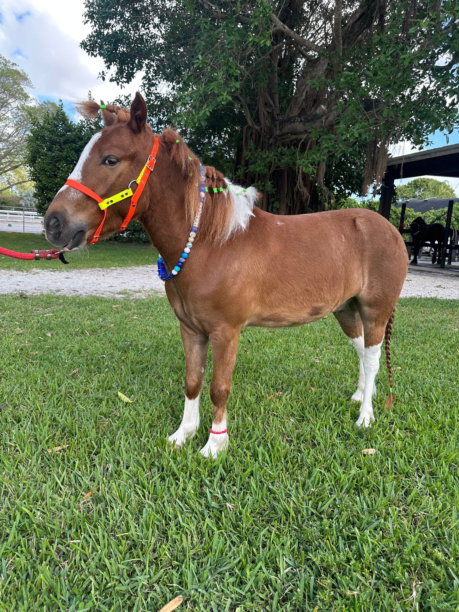 Horse with a beaded collar and biothane halter