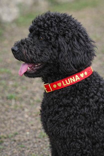 Black golden doodle dog wearing a red collar with 'LUNA' on it, standing outdoors. Biothane material 
