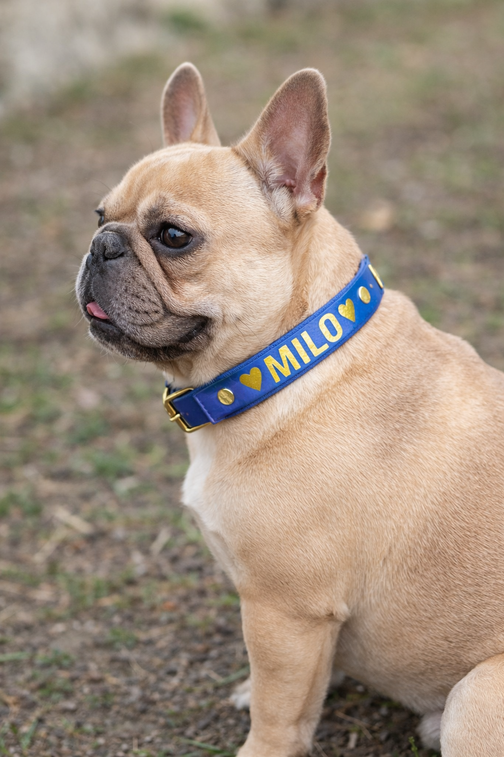 Dog wearing a blue valentines biothane collar with 'Milo' on it, sitting outdoors.