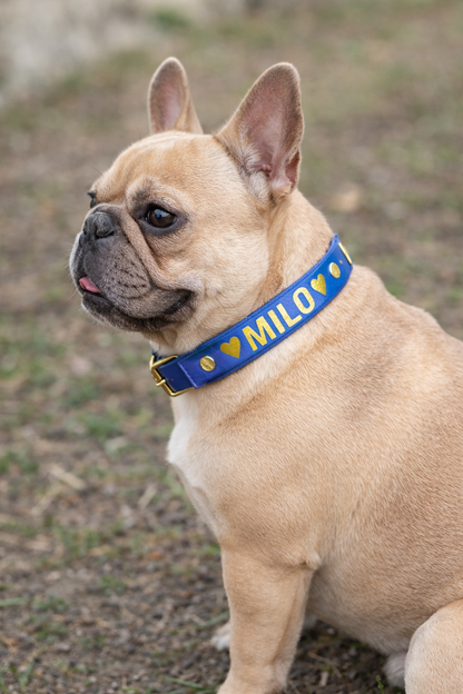 Dog wearing a blue valentines biothane collar with 'Milo' on it, sitting outdoors.