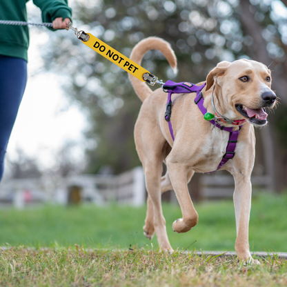 Leash wrap attached to a dog leash and harness. 