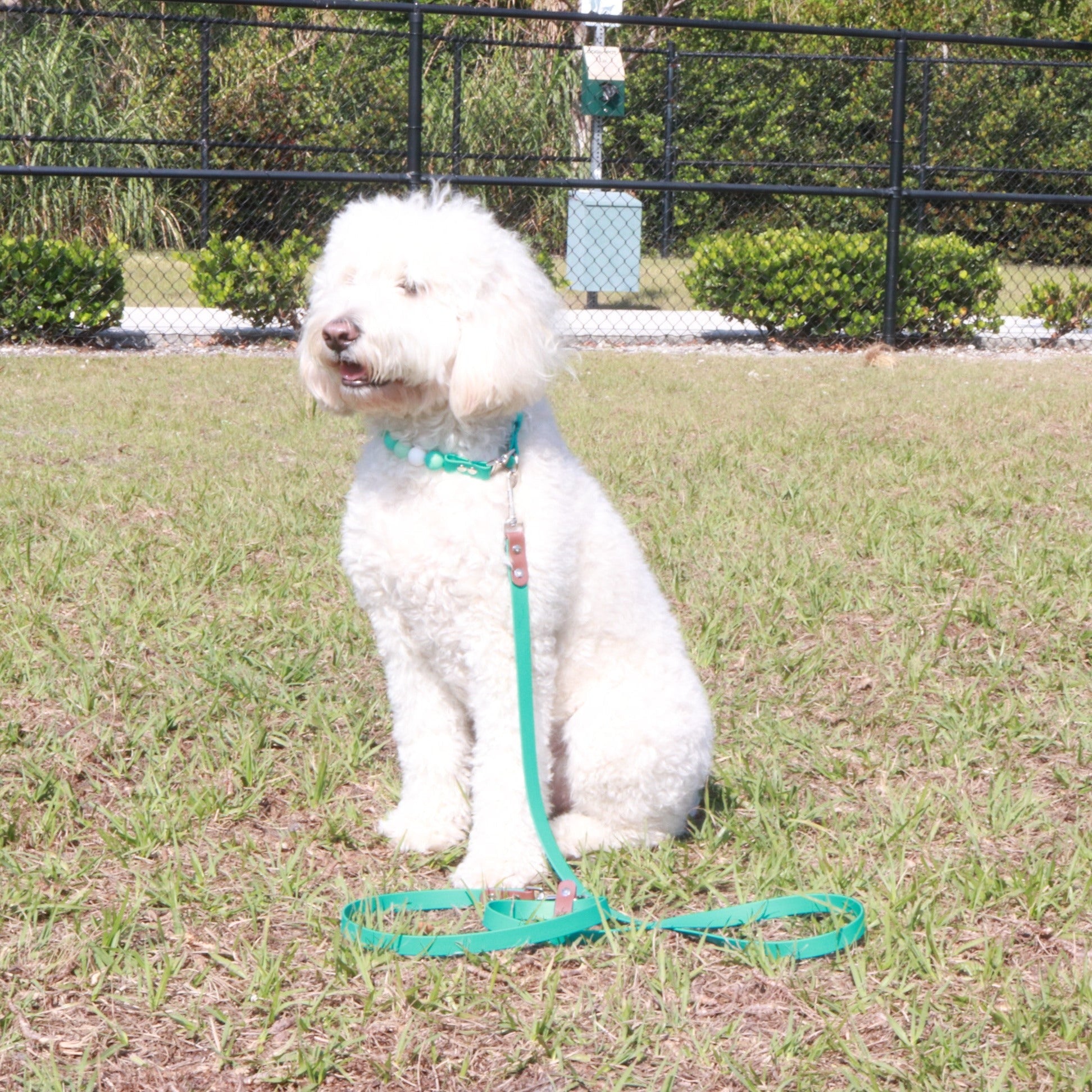 Doodle retriever with a leash and collar