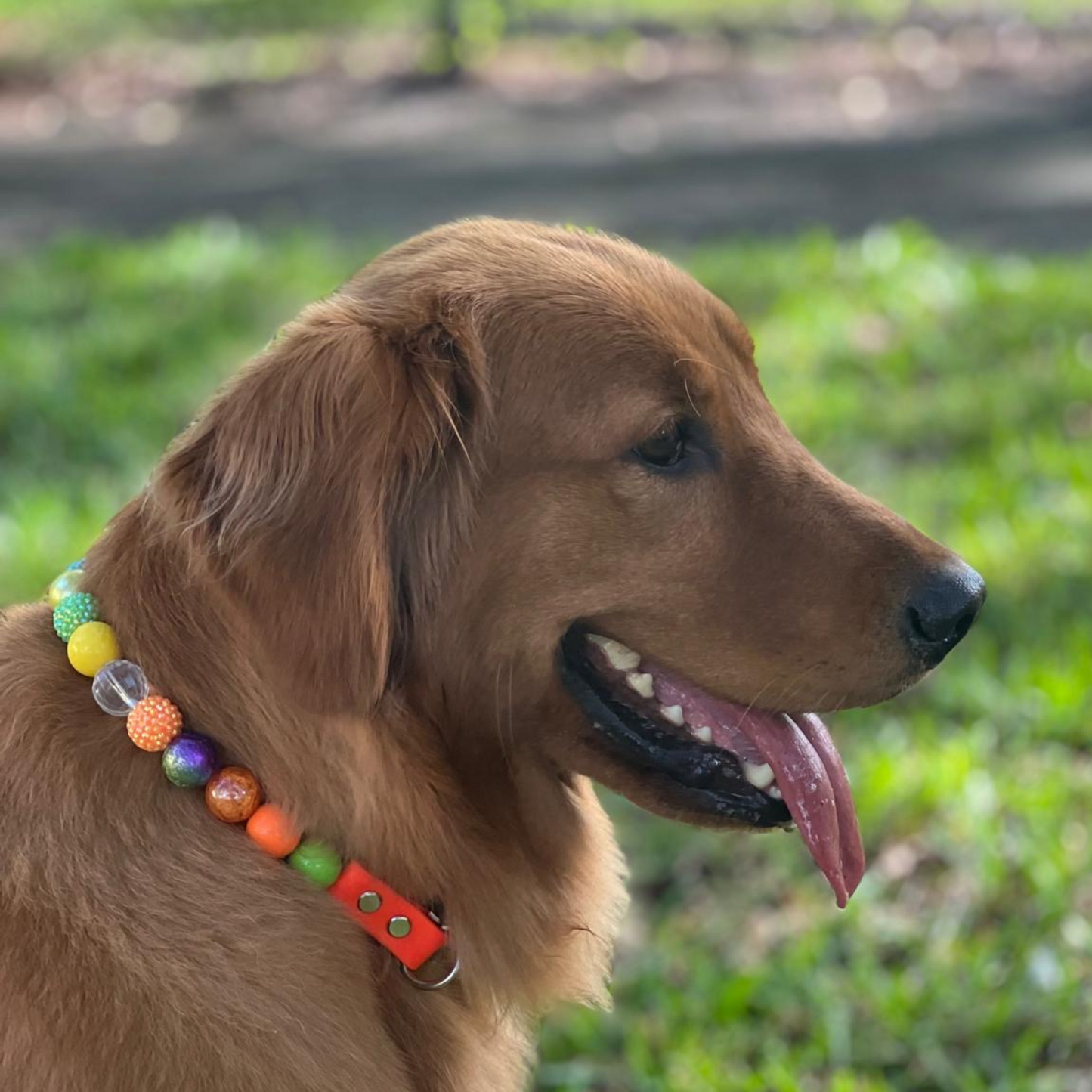 Isabella Ready to Wear- Beaded dog collar