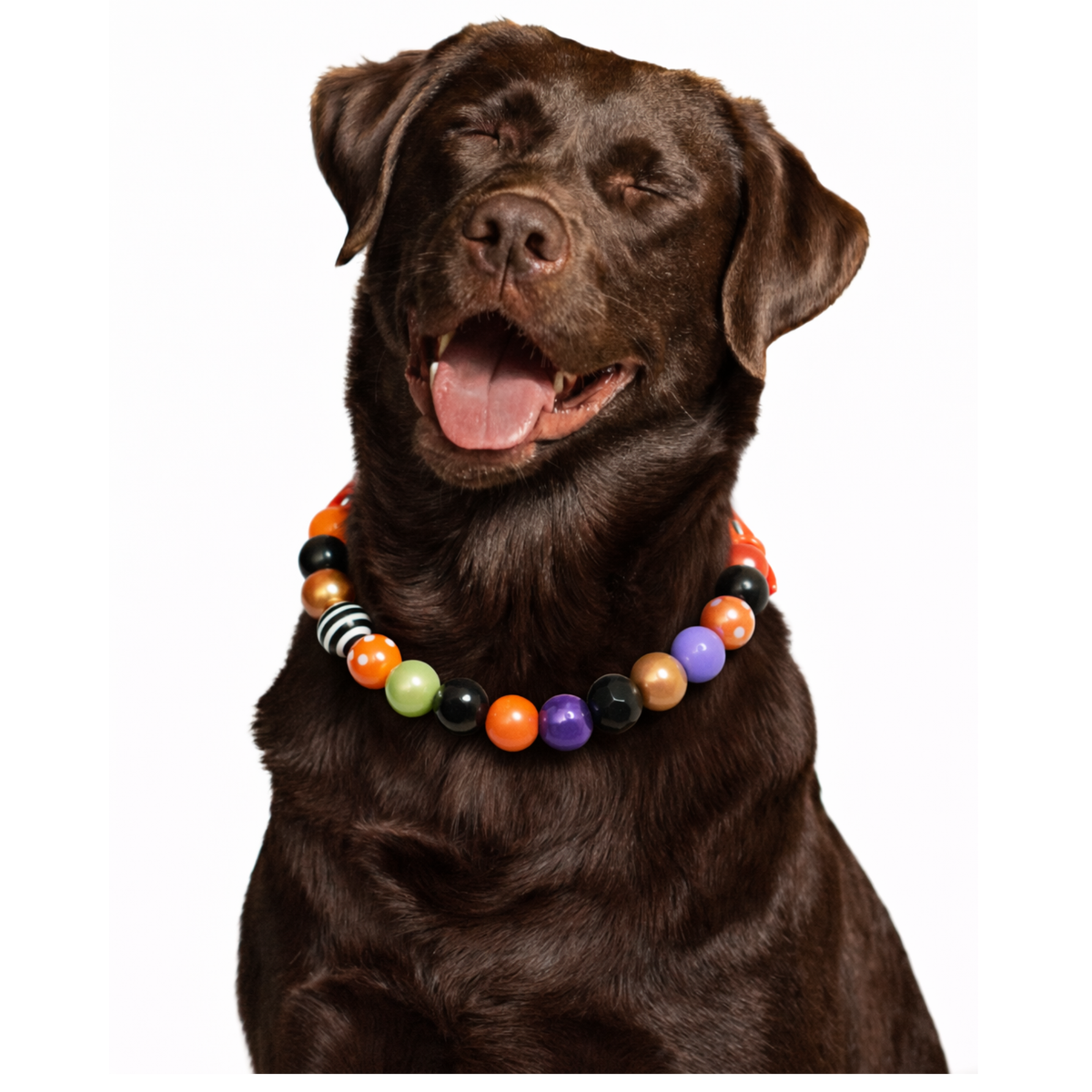 AnitasStitches adjustable Halloween dog collar featuring vibrant orange, purple, black, and white beads on a chocolate lab