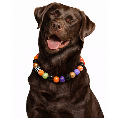 AnitasStitches adjustable Halloween dog collar featuring vibrant orange, purple, black, and white beads on a chocolate lab