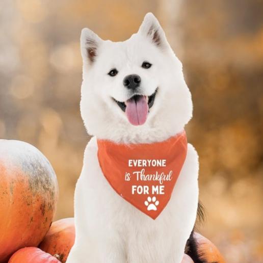 AnitasStitches orange Thanksgiving dog bandana with white text worn by a fluffy white dog in a pumpkin patch