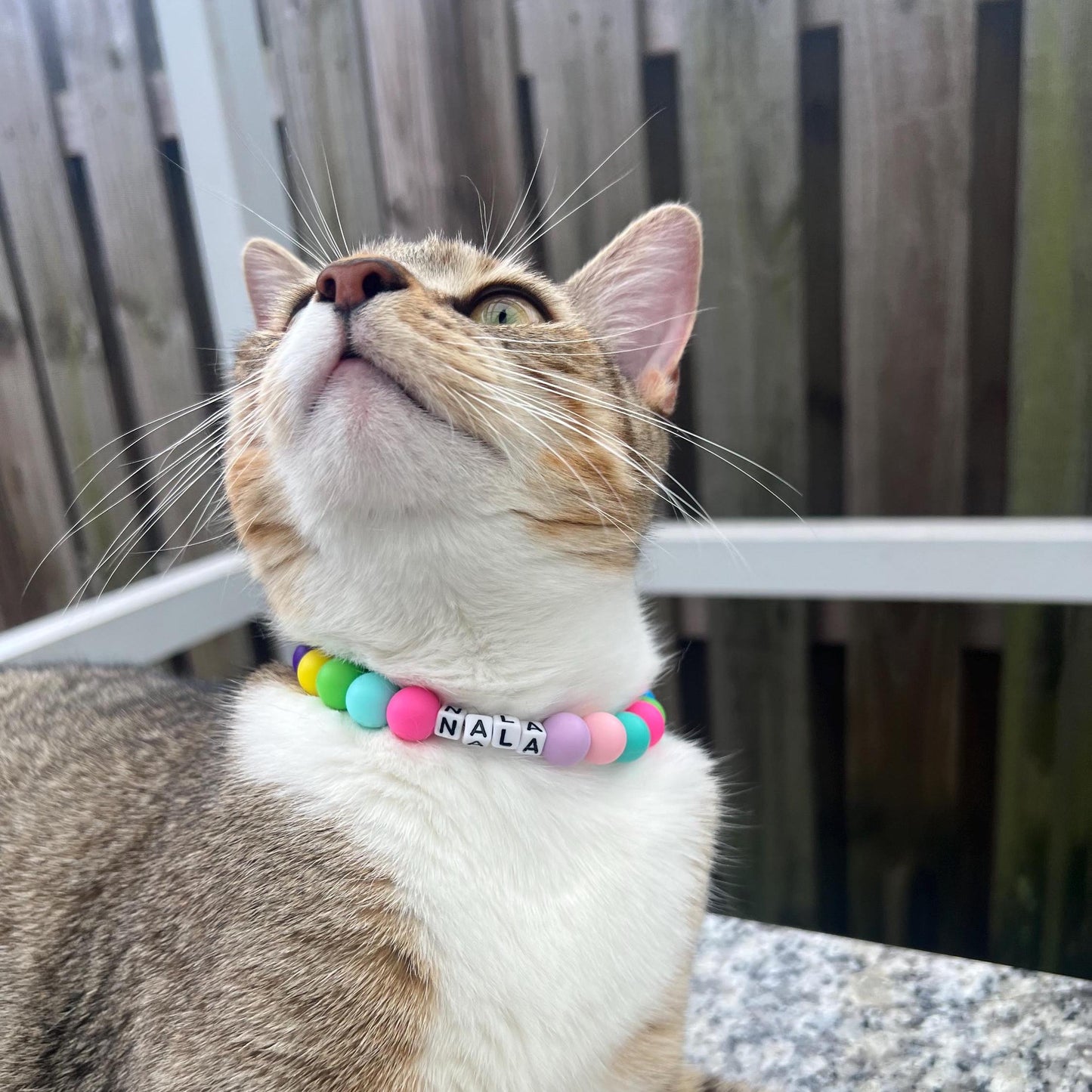 Custom fancy beaded name cat collar