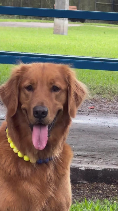 Venezuela Set - Leash and Collar